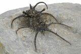 Spiny Ceratarges Trilobite - Zireg, Morocco #310134-5